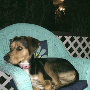 Meet your Posher, Piper